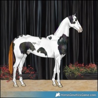 Horse Color:Painted Midnight Black Ice Splash Tobiano 
