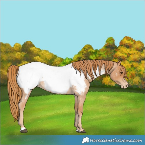 Horse Color:Red Roan Appaloosa 
