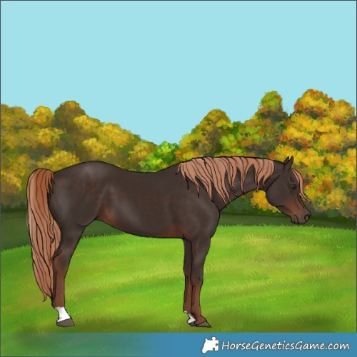 Horse Color:Liver Chestnut