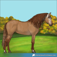 Horse Color:Gray Red Dun 