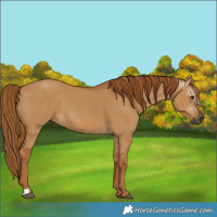 Horse Color:Gray Red Dun 