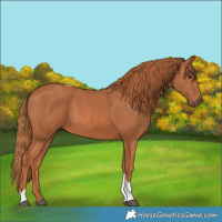 Horse Color:Chestnut Tobiano Rabicano