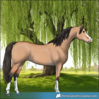 Horse Color:Bay Dun