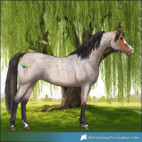 Horse Color:Bay Roan Splash 