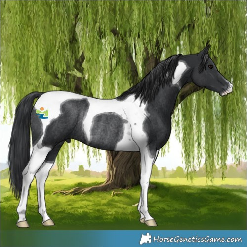 Horse Color:Black Tobiano Rabicano 