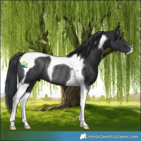 Horse Color:Black Tobiano Rabicano