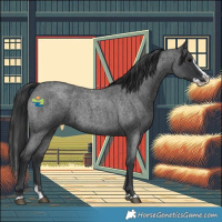 Horse Color:Blue Roan Splash 