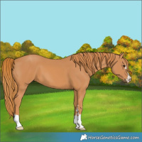 Horse Color:Chestnut 