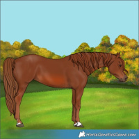 Horse Color:Chestnut 