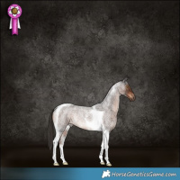 Horse Color:Liver Red Roan Tobiano Rabicano