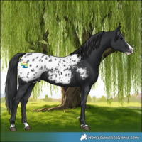 Horse Color:Black Splash Appaloosa 