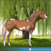 Horse Color:Chestnut Tobiano Frame 