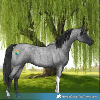 Horse Color:Blue Roan Tobiano 