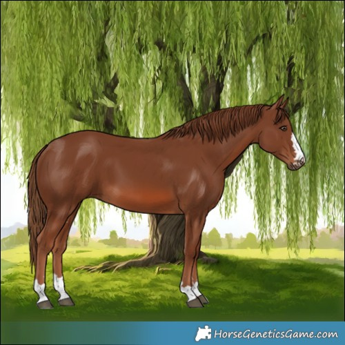 Horse Color:Chestnut 