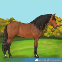 Horse Color:Bay 