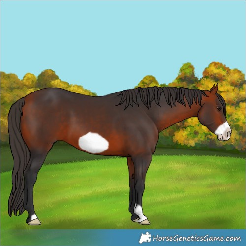 Horse Color:Bay Frame 