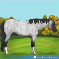 Horse Color:Blue Roan 