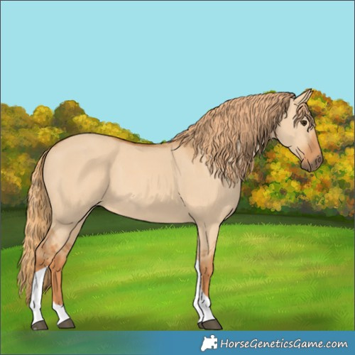 Horse Color:Red Dun Tobiano 