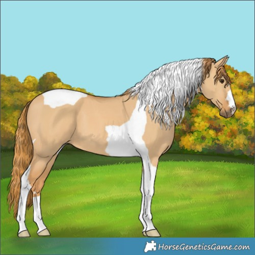 Horse Color:Red Dun Tobiano 