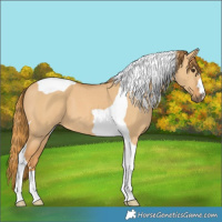 Horse Color:Red Dun Tobiano 