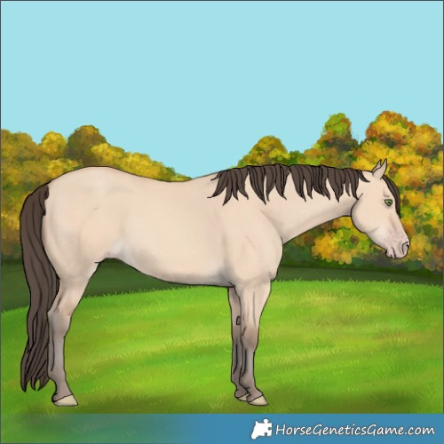 Horse Color:Amber Champagne Dun 