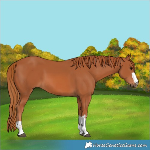 Horse Color:Chestnut 