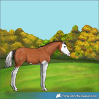 Horse Color:Bay Splash 