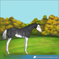 Horse Color:Black Splash Rabicano 