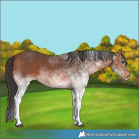 Horse Color:White Spotted Bay