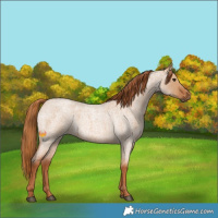 Horse Color:Red Dun Roan 