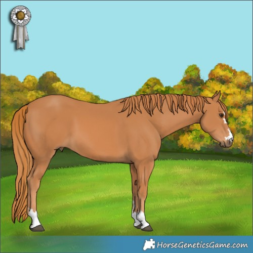 Horse Color:Chestnut 