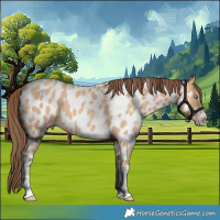 Horse Color:Amber Champagne Sabino Tobiano Appaloosa