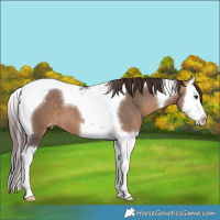 Horse Color:Brown Dun Splash Tobiano Varnish 