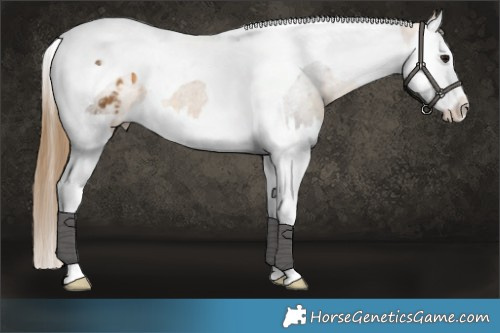 Horse Color:Buckskin Splash Tobiano Appaloosa 