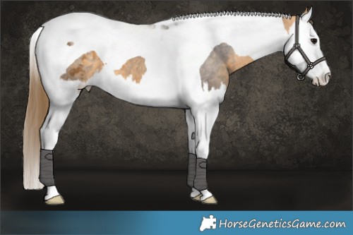 Horse Color:Buckskin Splash Tobiano Appaloosa