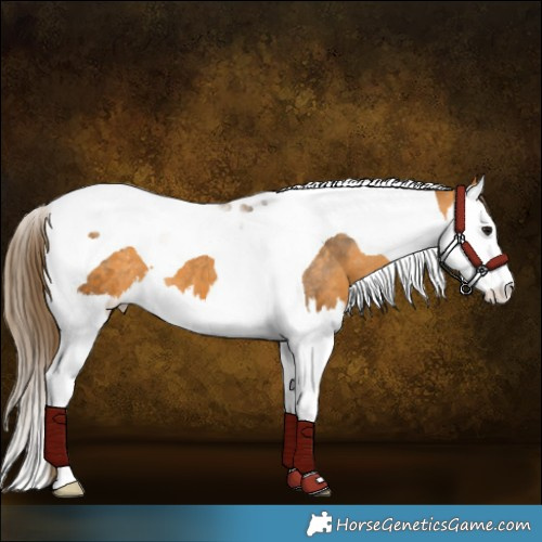Horse Color:Buckskin Splash Tobiano Appaloosa