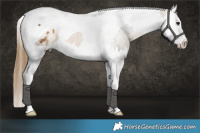 Horse Color:Buckskin Splash Tobiano Appaloosa 
