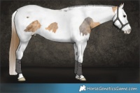 Horse Color:Buckskin Splash Tobiano Appaloosa 