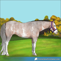 Horse Color:Bay Roan Sabino Splash Appaloosa