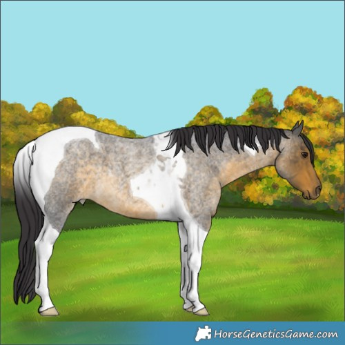 Horse Color:Buckskin Roan Tobiano 
