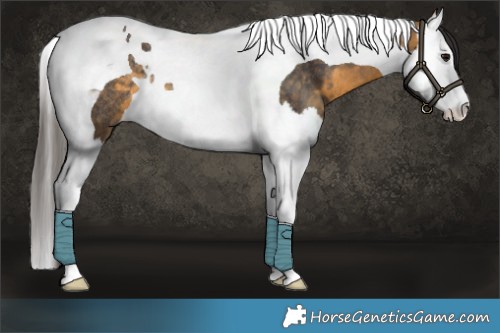 Horse Color:Buckskin Splash Tobiano Rabicano 