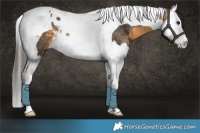 Horse Color:Buckskin Splash Tobiano Rabicano