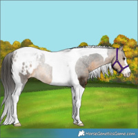 Horse Color:Buckskin Tobiano Varnish 