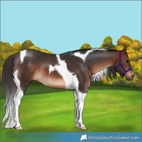 Horse Color:Bay Tobiano 