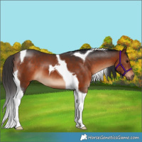 Horse Color:Bay Tobiano 