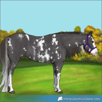 Horse Color:White Spotted Smoky Black Sabino Splash Appaloosa 
