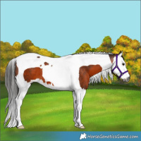 Horse Color:Gray Bay Splash Tobiano 