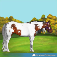 Horse Color:White Spotted Brown Tobiano 