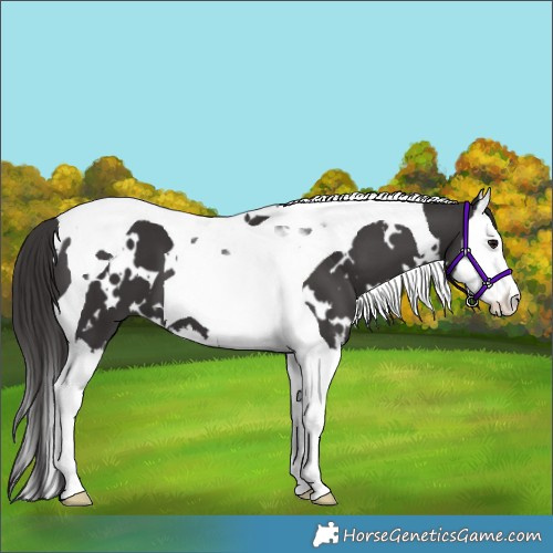 Horse Color:White Spotted Smoky Black Splash Tobiano