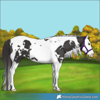 Horse Color:White Spotted Smoky Black Splash Tobiano 